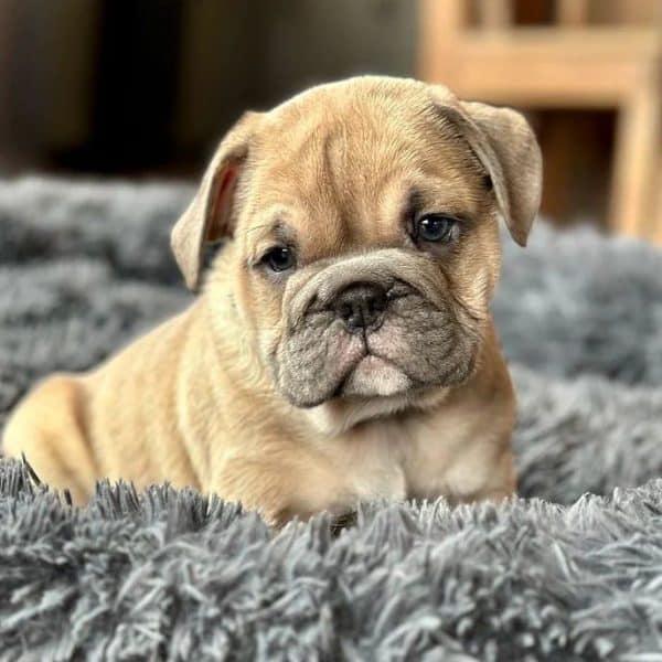 Exploring the Features ⁤of Bulldog Online and Traditional ⁤Classes
