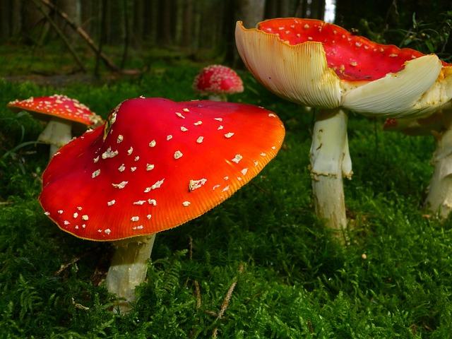 Practical ⁣Recommendations for Choosing​ Between Wild and Cultivated Options