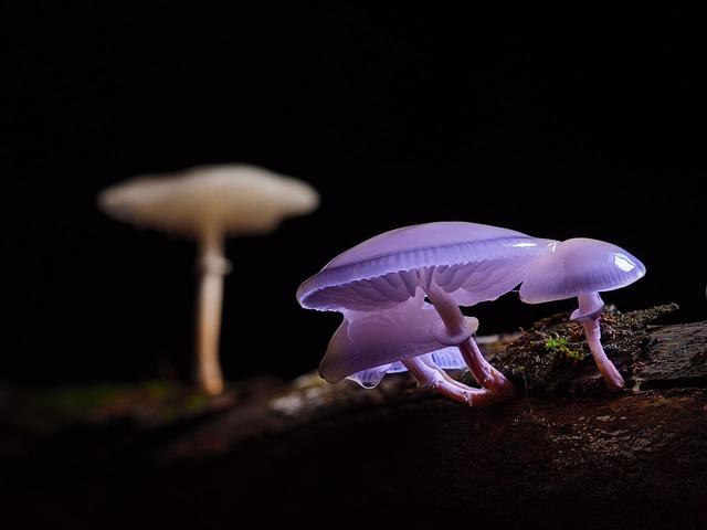 Exploring the Nutritional Profiles of ⁤Wild-Harvested and Cultivated Medicinal Mushrooms